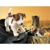 Folkmanis Jack Russell Terrier - Hand Puppets - Anglo Dutch Pools and Toys