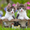 Ravensburger Tiger Kittens 3 x 49 Puzzle