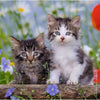 Ravensburger Tiger Kittens 3 x 49 Puzzle